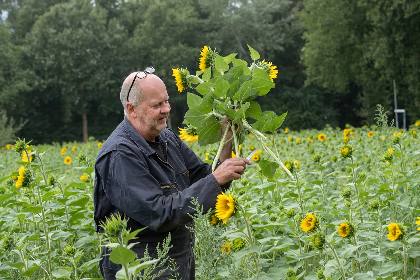 01-nw_hbs415685-01_bew