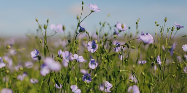 vlas-bloem-1_page-0001